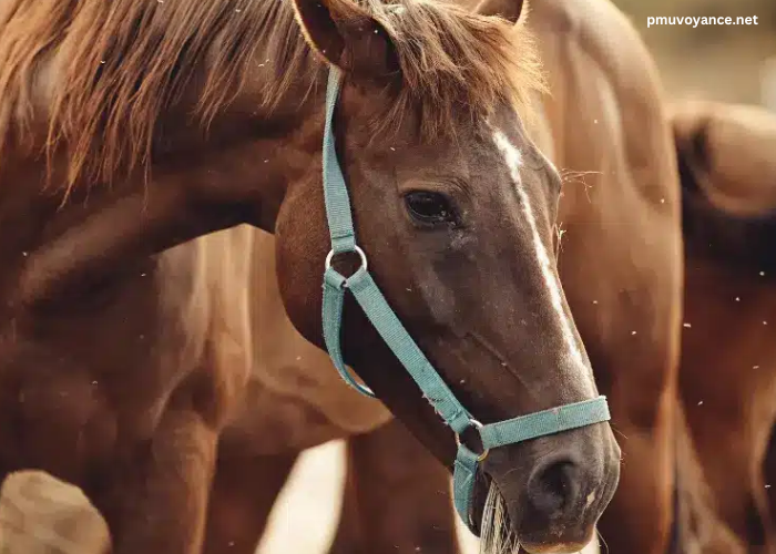 Elimination Des Chevaux